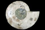Cut & Polished Ammonite Fossil (Half) - Crystal Filled #184258-1